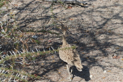 Eupodotis ruficrista