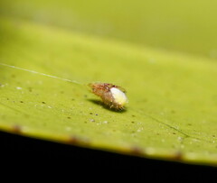 Poecilopachys australasia