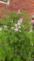 Syringa meyeri