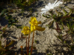 Hemimeris sabulosa