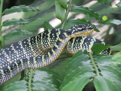 Tropidolaemus wagleri