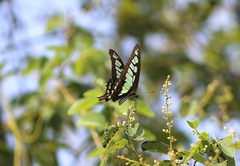Graphium cloanthus
