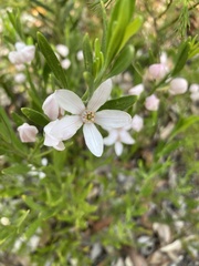 Eriostemon australasius