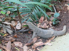 Varanus nebulosus