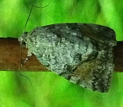Spodoptera mauritia