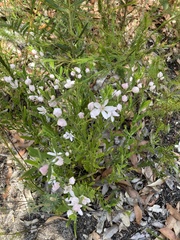 Eriostemon australasius