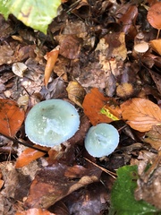 Stropharia aeruginosa