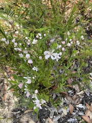 Eriostemon australasius