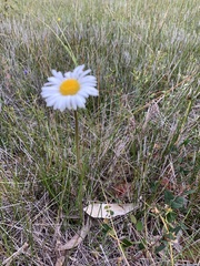 Allittia cardiocarpa