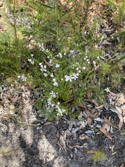 Eriostemon australasius