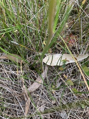 Allittia cardiocarpa