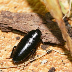 Blattodea