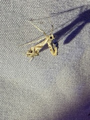 Lineodes