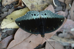 Lexias pardalis jadeitina