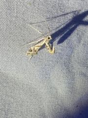 Lineodes