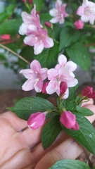 Weigela