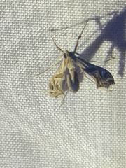 Lineodes