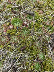 Sempervivum globiferum
