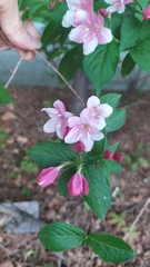Weigela
