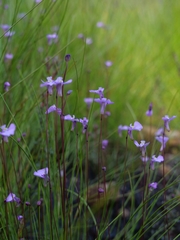 Utricularia uniflora