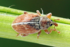 Ellescus scanicus