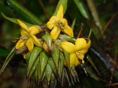 Molineria capitulata