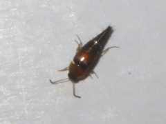 Tachyporus solutus