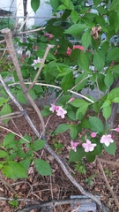 Weigela