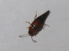 Tachyporus solutus