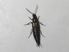 Philonthus cognatus