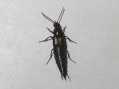 Philonthus cognatus