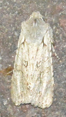 Lithophane ornitopus