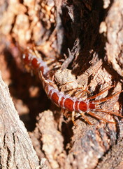 Lithobiomorpha