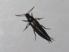 Philonthus cognatus