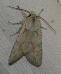 Lithophane ornitopus