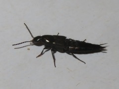Philonthus cognatus