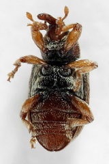 Ellescus scanicus