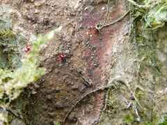 Trombidiformes