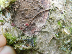 Trombidiformes