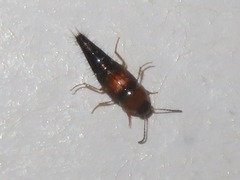 Tachyporus solutus