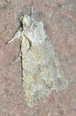 Lithophane ornitopus