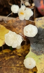 Marasmius epiphyllus