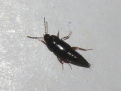 Tachinus rufipes