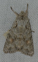 Lithophane ornitopus