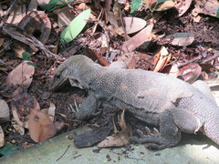 Varanus nebulosus