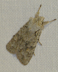 Lithophane ornitopus