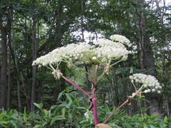 Angelica ursina