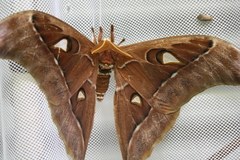 Coscinocera hercules