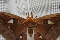 Coscinocera hercules