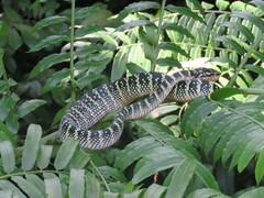 Tropidolaemus wagleri